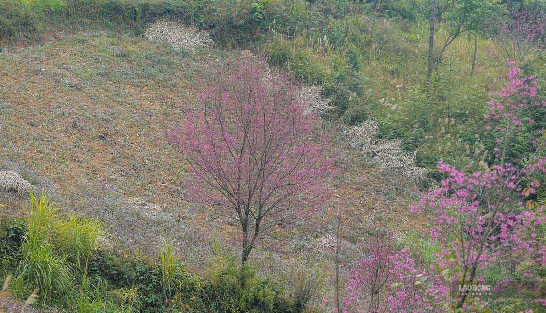 To Day la loai hoa rung thuoc ho dao, dong bao Mong o Mu Cang Chai thuong goi la “Pang to day” - nghia la “Hoa dao rung”.