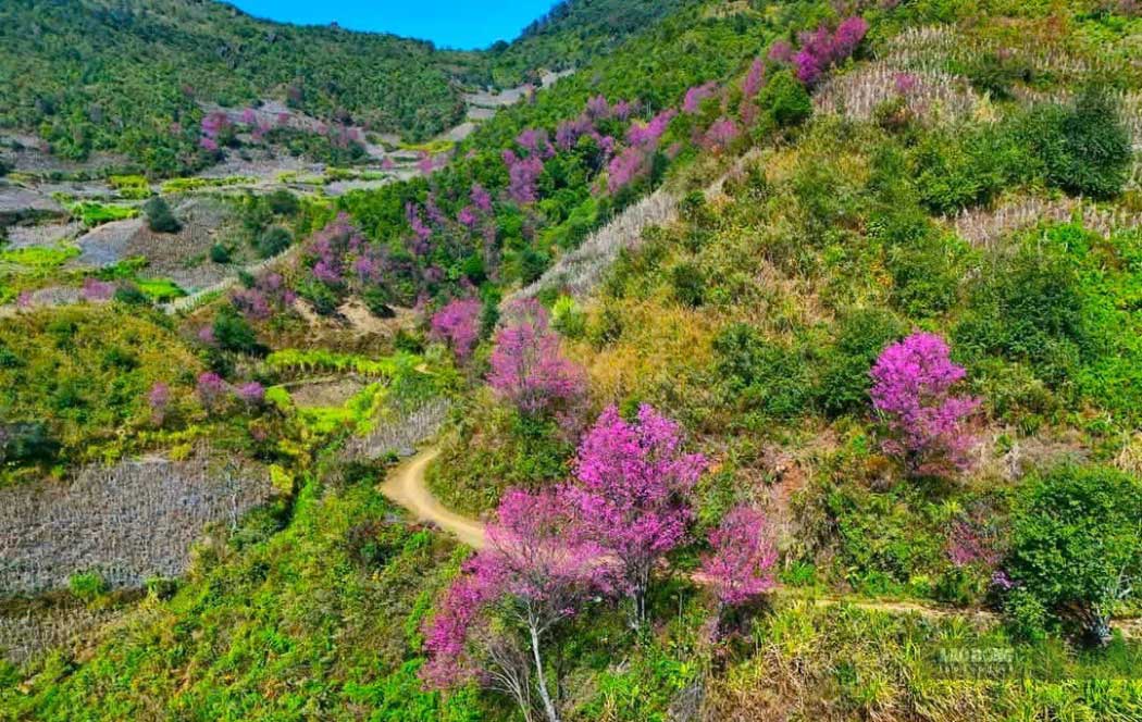 To Day la loai cay than go, tan rong, moc nhieu o tren nui doi thuoc dia ban huyen Mu Cang Chai nhu xa Nam Khat, Pung Luong, De Xu Phinh, Lao Chai, Khao Pang va dac biet la La Pan Tan.