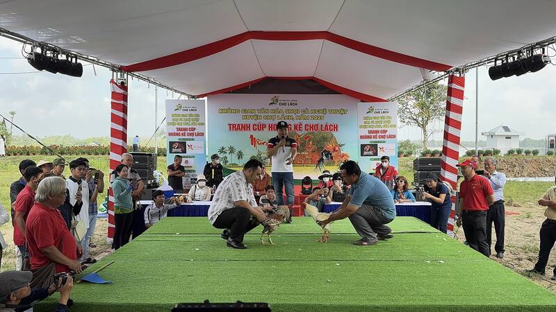 Artistic cockfighting at Cho Lach flower and ornamental plant festival. Photo: Hoang Loc