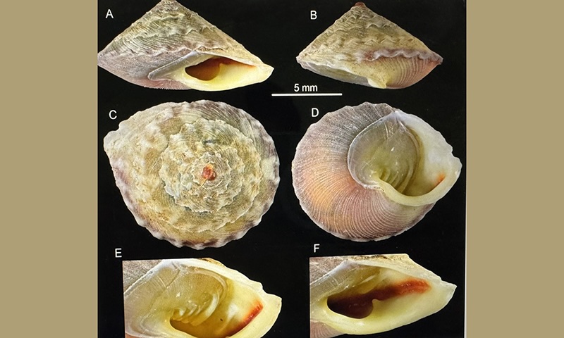 A new snail species has just been discovered in Phong Nha - Ke Bang National Park. Photo taken in the laboratory