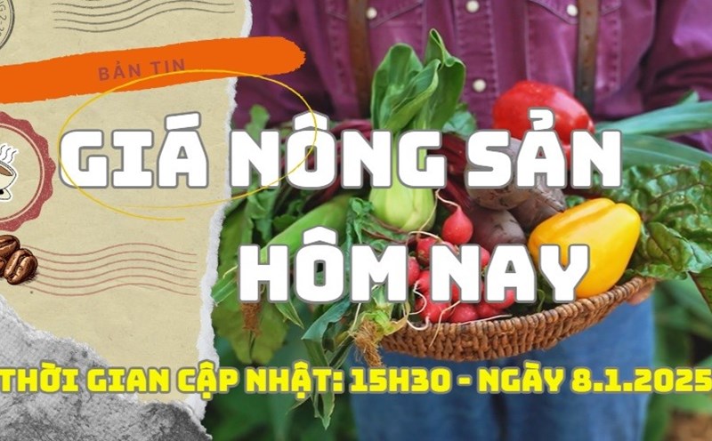 Agricultural product prices today, January 8, 2025. Photo: Bao Lam