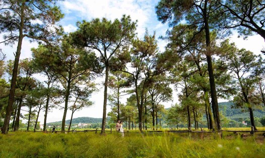 Cánh đồng rễ thuộc phường Cộng Hòa, TP Chí Linh, Hải Dương. Ảnh: Mai Hương