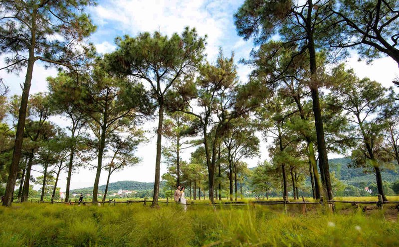Root field in Cong Hoa ward, Chi Linh city, Hai Duong. Photo: Mai Huong