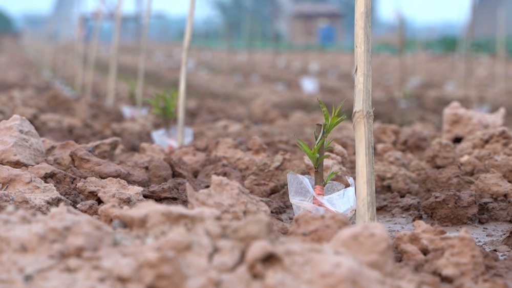 Nhat Tan peach village is busy preparing for Tet, while garden owners are busy taking care of young peach buds. Photo: Phu Temple