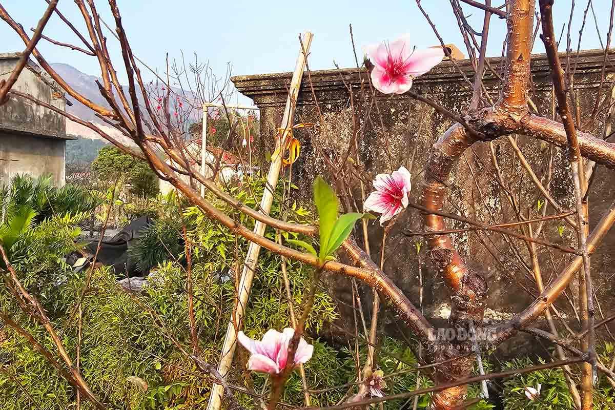 Van Don (Quang Ninh) peach blossoms with 5 petals are blooming sporadically in gardens. Photo: Doan Hung