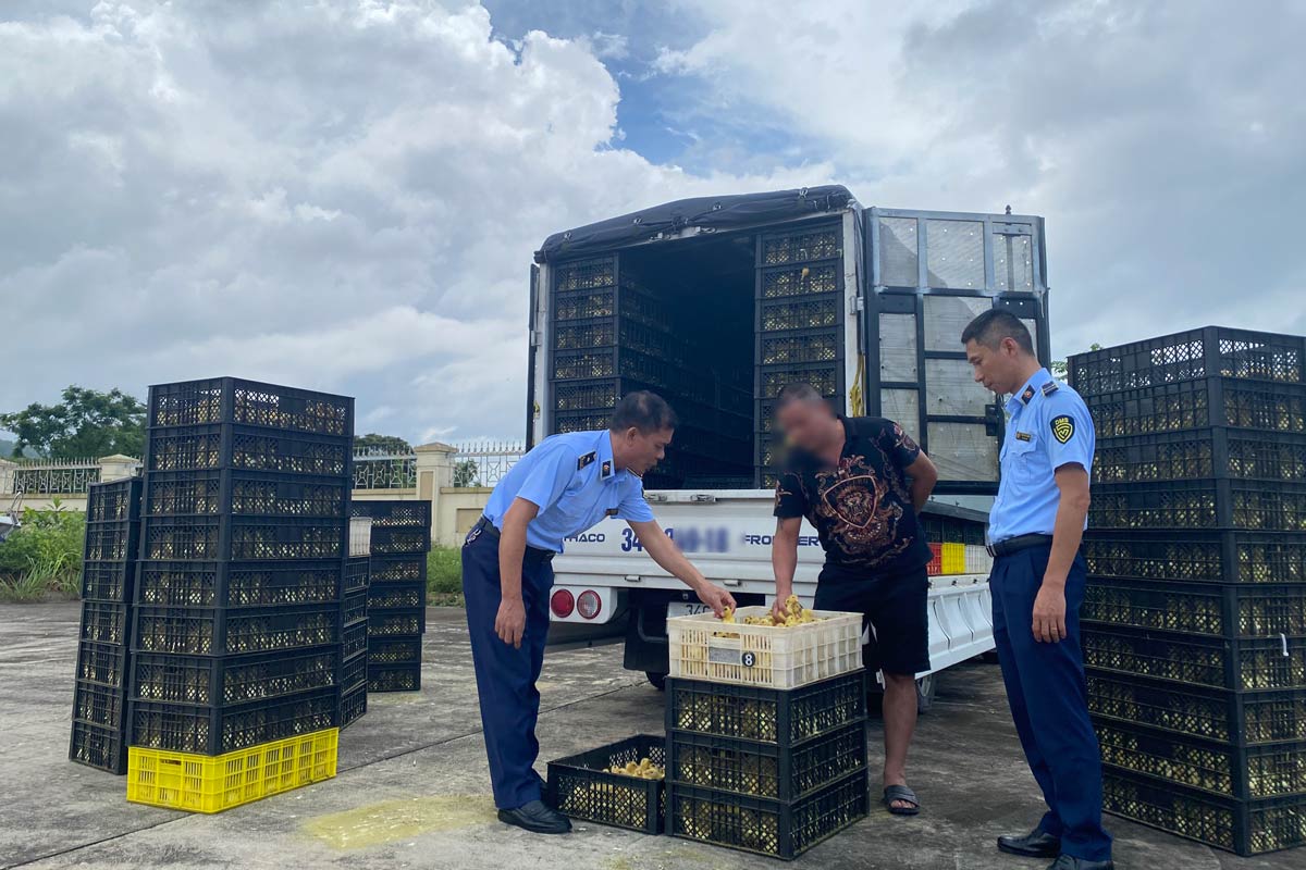 Kiểm tra, bắt giữ hơn 20.000 con vịt giống không rõ nguồn gốc, xuất xứ tại TP Móng Cái (vụ việc xảy ra vào tháng 7.2024). Ảnh: QLTT Quảng Ninh