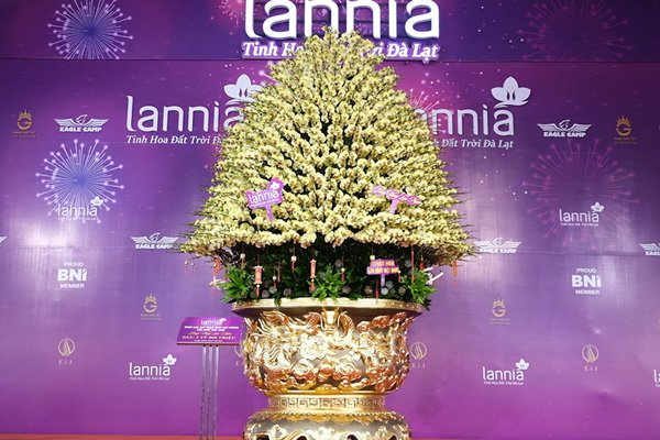 Close-up of Phalaenopsis orchid pot "priced" at nearly 4 billion VND