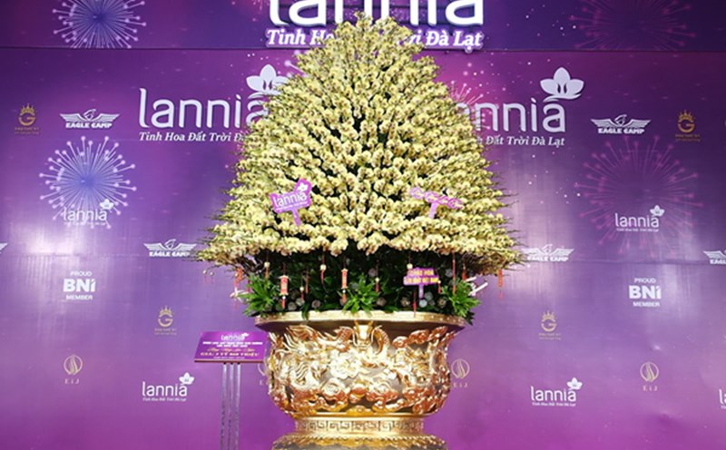 Close-up of Phalaenopsis orchid pot "priced" at nearly 4 billion VND