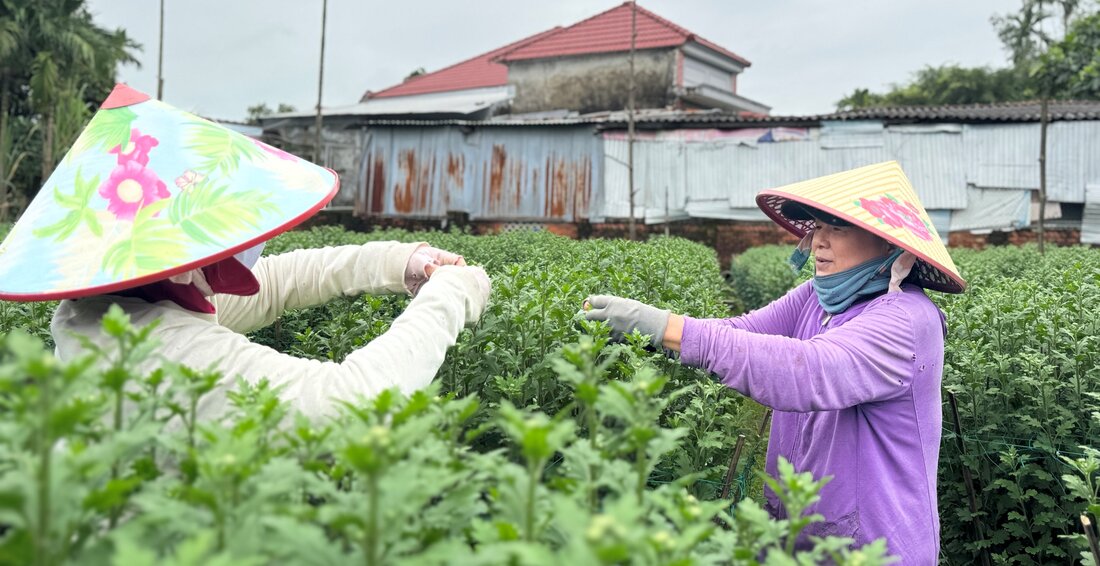 Quang Ngai farmers are diligently taking care of their chrysanthemum pots in the final stage, waiting for traders to come and buy. Photo: Vien Nguyen.