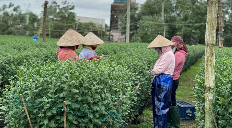 Nguoi trong hoa cuc o Quang Ngai hi vong trong nhung ngay cuoi nam se co nhieu thuong lai den thu mua. Anh: Vien Nguyen.