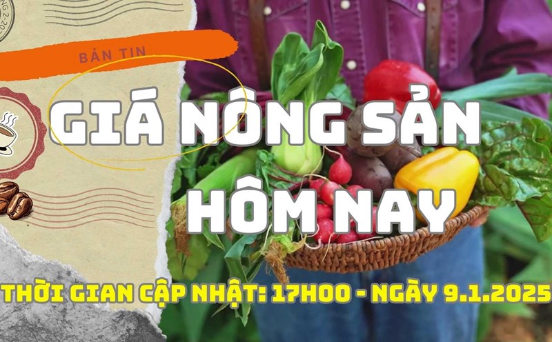 Agricultural product prices today January 9: Coffee and pepper prices both drop sharply