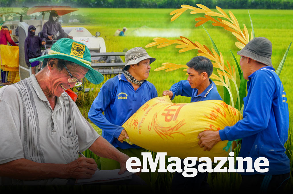 Xuân về trên những cánh đồng lúa giảm phát thải