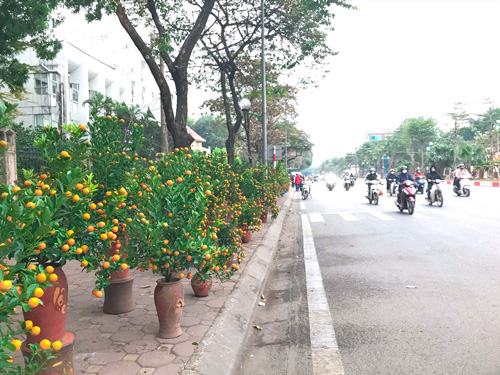 Peach and kumquat trees for Tet are "lying" on the streets waiting for buyers