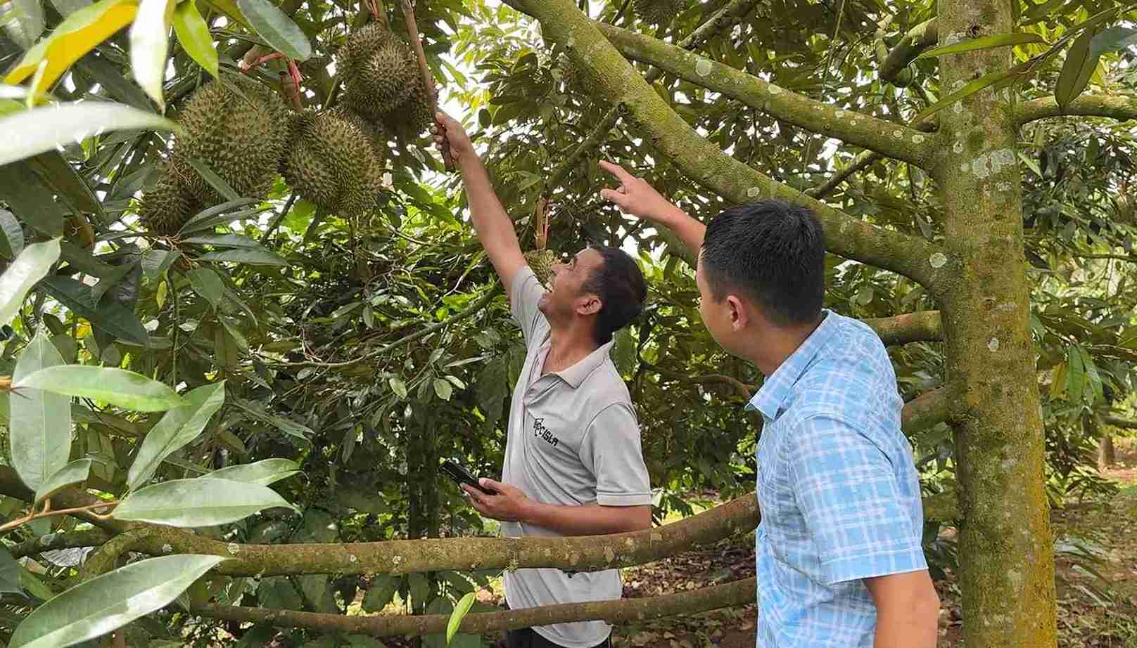 Dak Lak省のKrong Nangコミューンの貧しい人々が経済発展のためにショウガを栽培しています。写真:Bao Lam