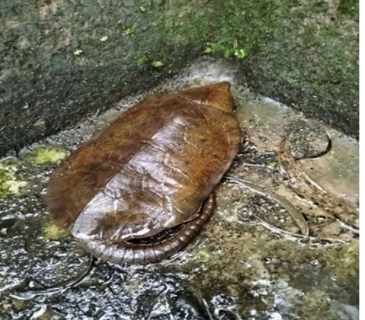 The extremely rare, large-headed turtle with tail suddenly got lost in a house. Photo: Quang Ngai Forest Ranger