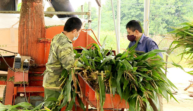 Tao sinh ke ben vung cho nguoi dan tiep tuc duoc tinh Tuyen Quang coi la trong tam trong cong tac thoat ngheo. Anh: Nguyen Tung.
