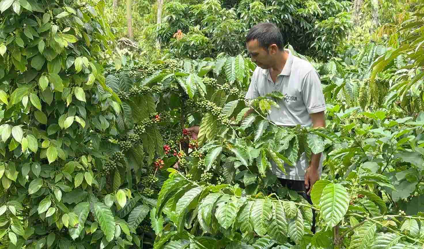 Người dân nghèo xã Krông Năng (tỉnh Đắk Lắk) canh tác, trồng cà phê để phát triển kinh tế. Ảnh: Bảo Lâm