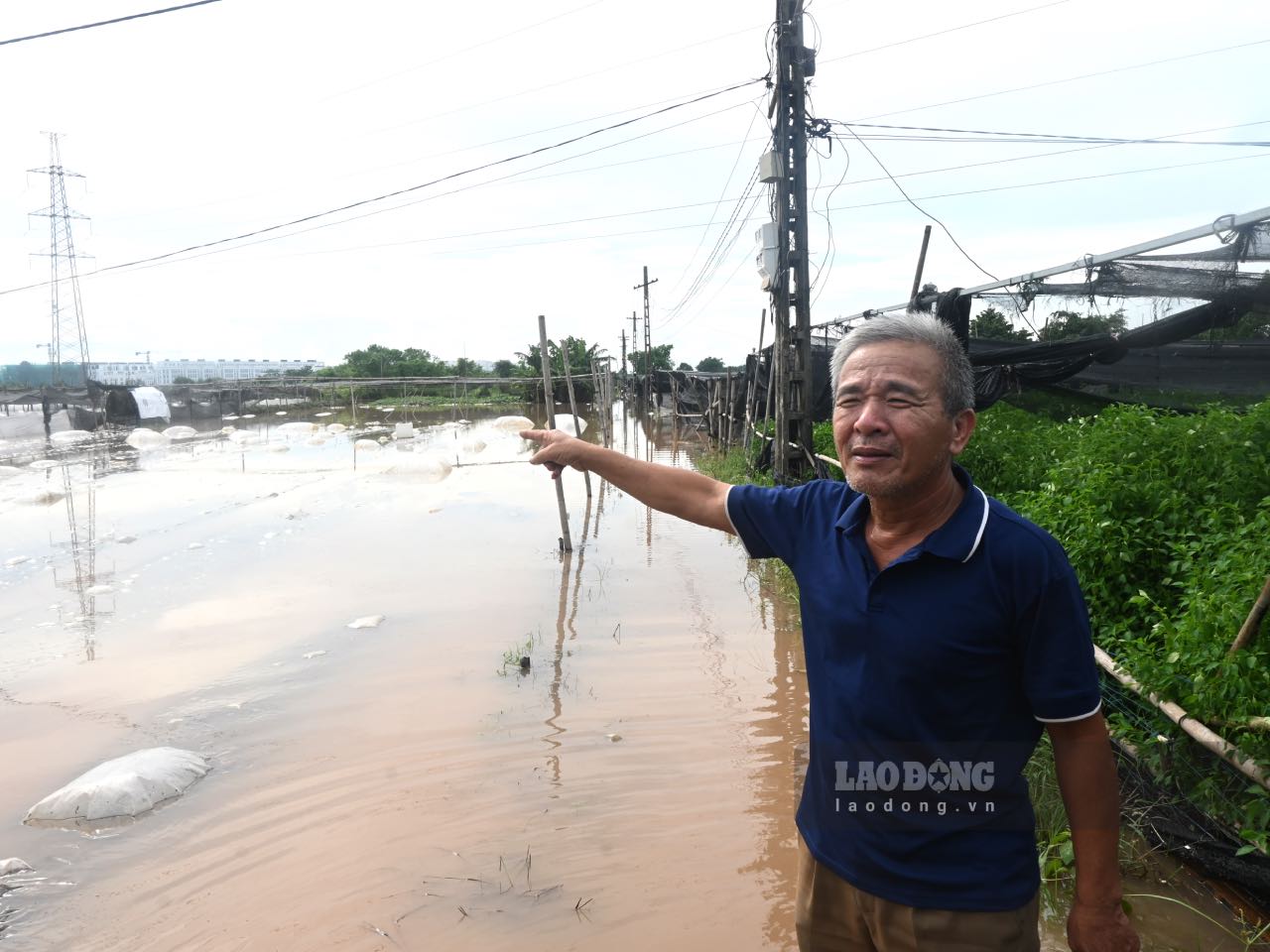 Trua 1.10, chung toi co mat tai canh dong rau cua gia dinh ong Nguyen Khac Ngoc dang chim trong nuoc. Ong Ngoc - cho biet, mua lon keo dai, nuoc rut cham, ruong rau ngap sau. Khu vuc xung quanh dat cua toi da bi ngap het, do do khong the rut nuoc ra khoi ruong duoc.