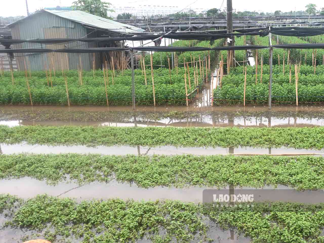 Sau tran mua keo dai, he thong thoat nuoc khong kip khien nhieu dien tich rau mau cua nong dan o phuong Thuong Cat (TP Ha Noi) bi ngap sau, chim trong bien nuoc.