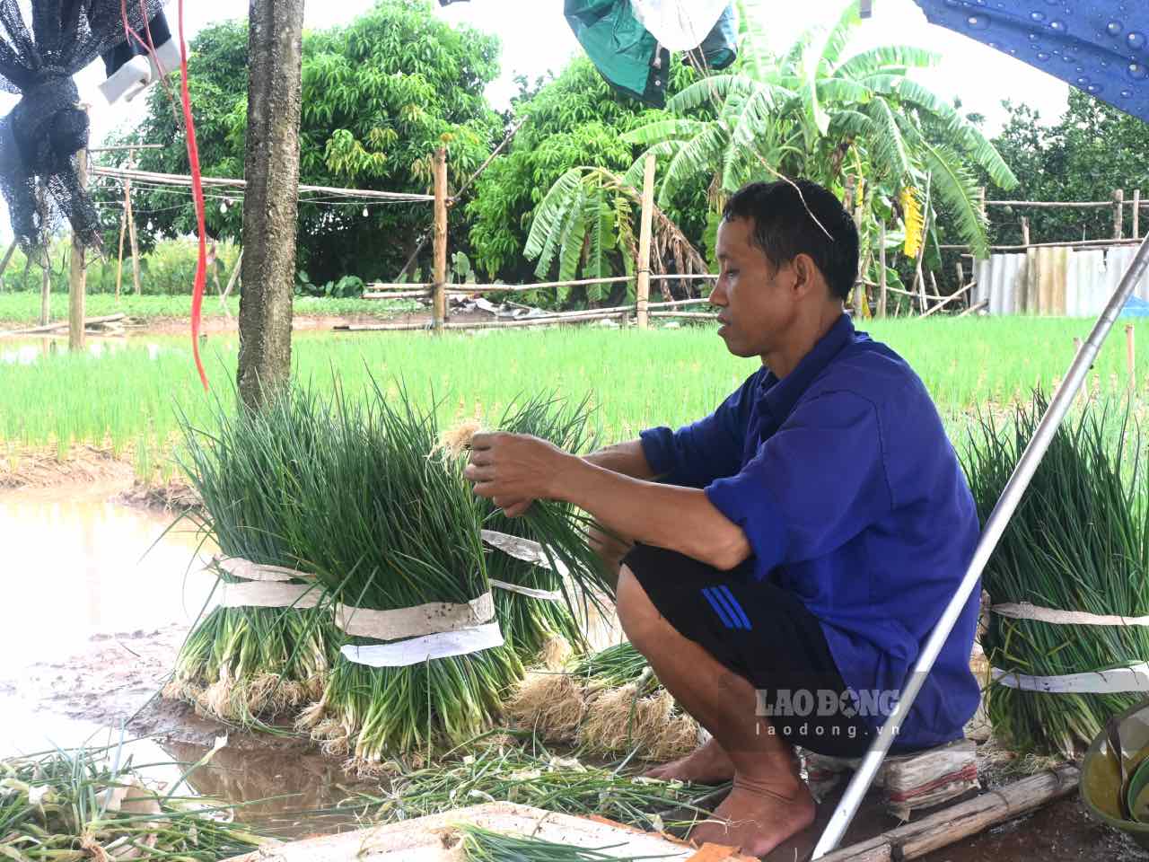 Anh Quan cho biet, do nuoc rut cham, vuon hanh la bi ngap ung. Neu khong thu hoach som, hanh la ngam lau trong nuoc se de hu hong. Vi vay, anh buoc phai cat som, du biet ban non se thiet, nhung con hon la trang tay.