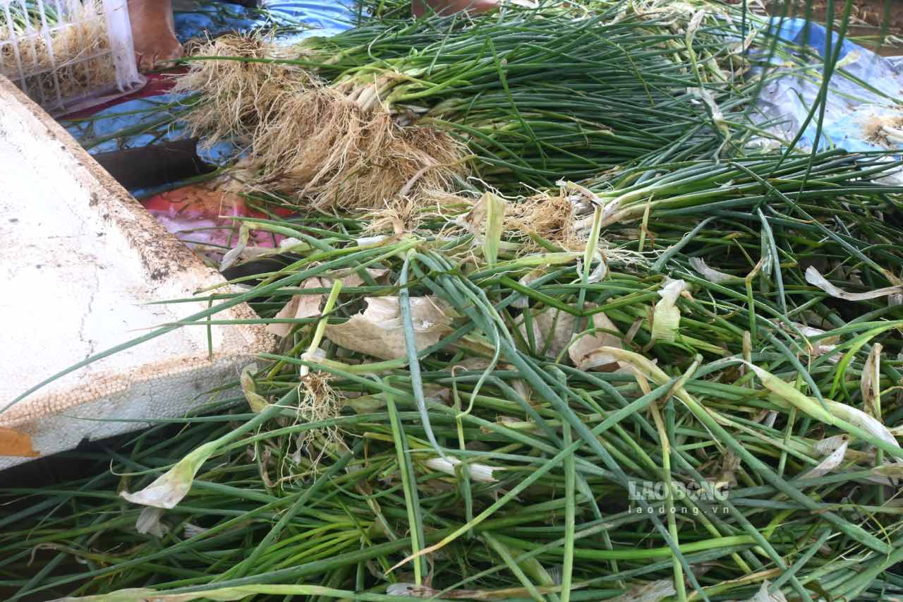 Cach do khong xa, anh Quan cung gia dinh cung tat bat thu hoach vuon hanh la. Do nuoc ngap sau tu 30 - 40 cm, anh va nguoi than buoc phai thu hoach som de giam thieu thiet hai.