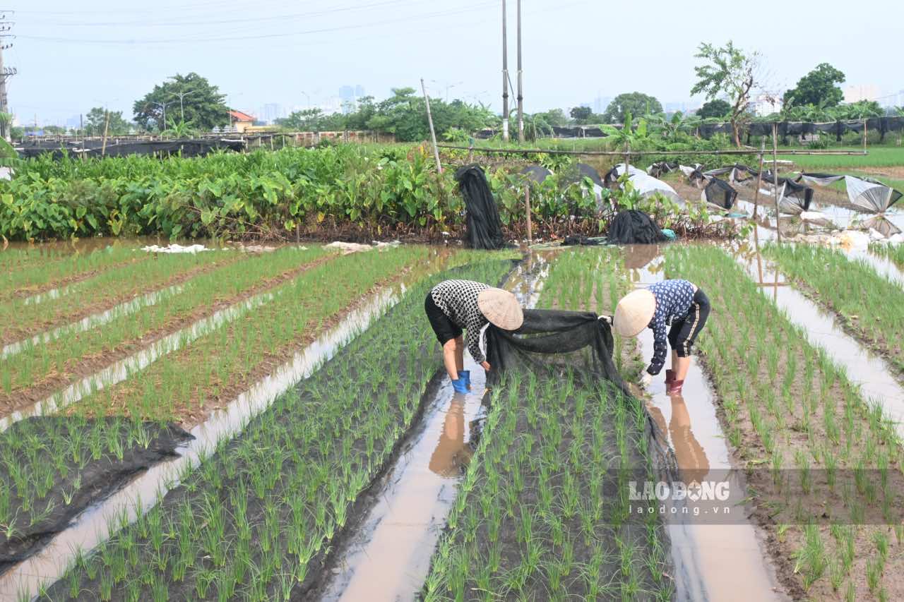 Tai nhieu vung rau ven do Ha Noi, ba con nong dan van tat bat thu hoach som tung luong rau non de mong vot vat phan nao cong suc da bo ra.