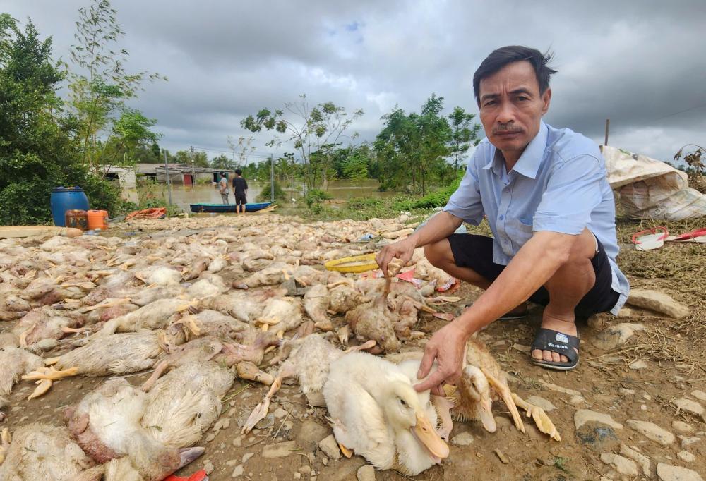 Ong Kieu xot xa vi dan vit co gia tri khoang 2 ti dong da troi theo dong nuoc. Anh: Quach Du