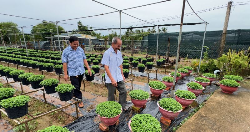 花栽培者は美しいラズベリーのデイジーを期待し、テットホリデー2026の価格を販売します。写真：Hoang Loc
