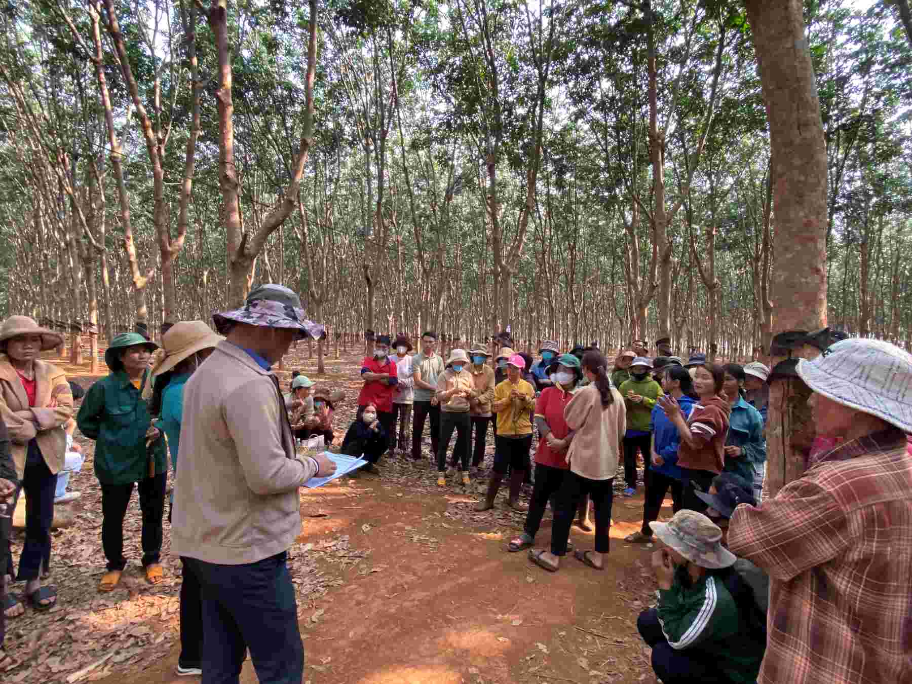 삐걱거리는 고무나무 면적 죽은 고무나무는 용도 변경될 것입니다. 사진: Thanh Tuan