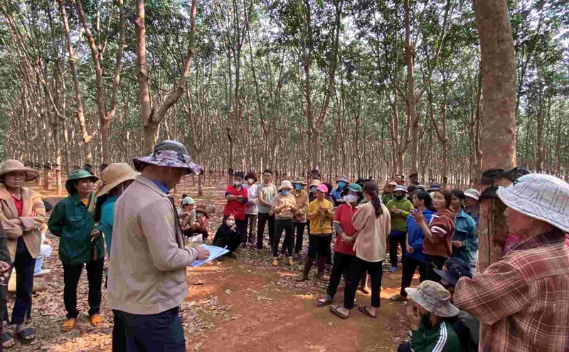 The area of dead and deadhonest sugar rubber will be converted. Photo: Thanh Tuan