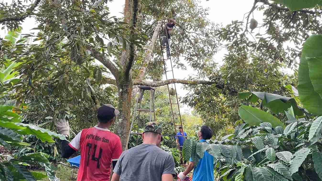 Nguoi dan vung dong bao dan toc thieu so o xa dang dinh huong phat trien ben vung cay an qua. Anh: Bao Lam