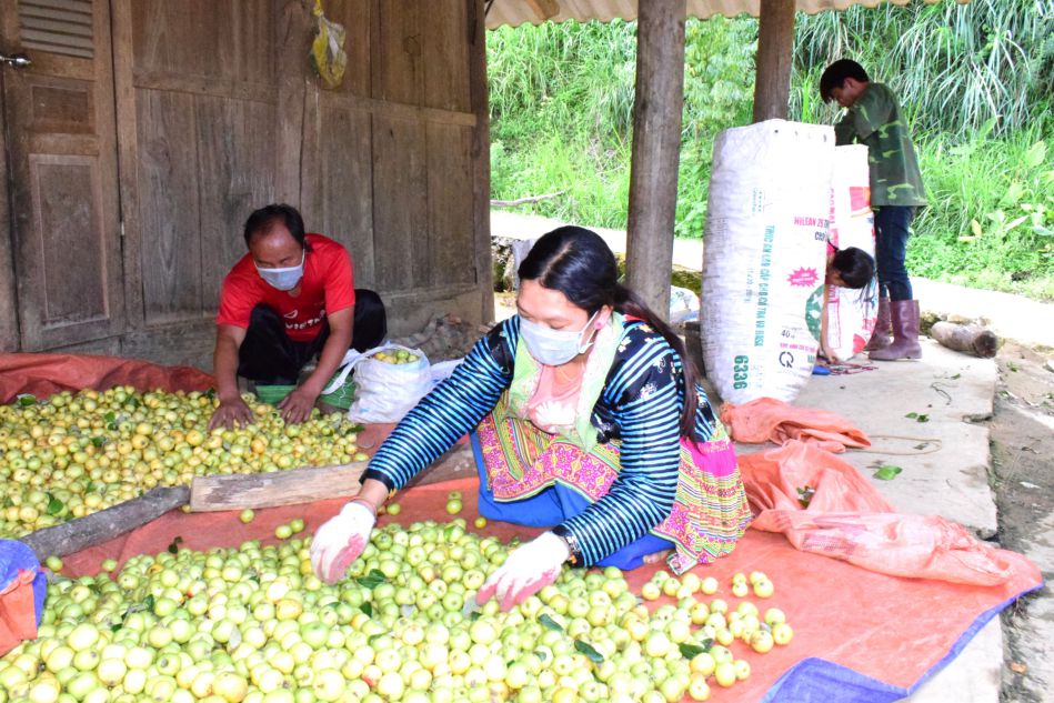Nguoi dan xa Chieng Hoa thu hoach tao son tra. Anh: Truong Son