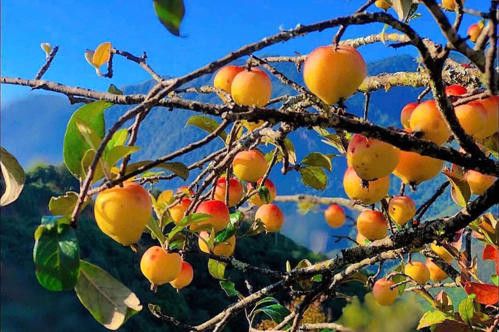 ゴックチエンコミューン（ソンラ）ナムゲップ村のサンザシリンゴ。写真: チュオン・ソン