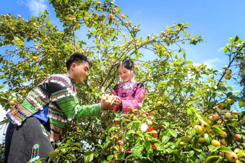 Thu hoach tao son tra. Anh: Truong Son