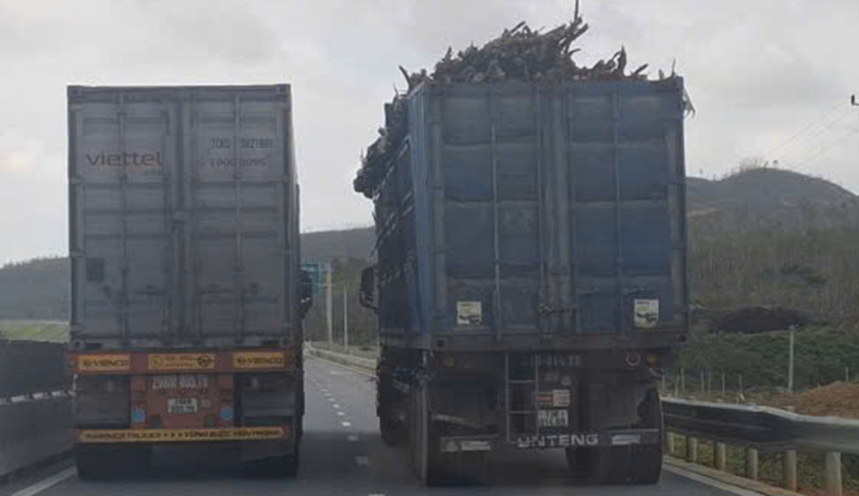 The truck carrying overloaded cajuput wood ran on the Ham Nghi - Vung Ang expressway. Photo: Tran Tuan.