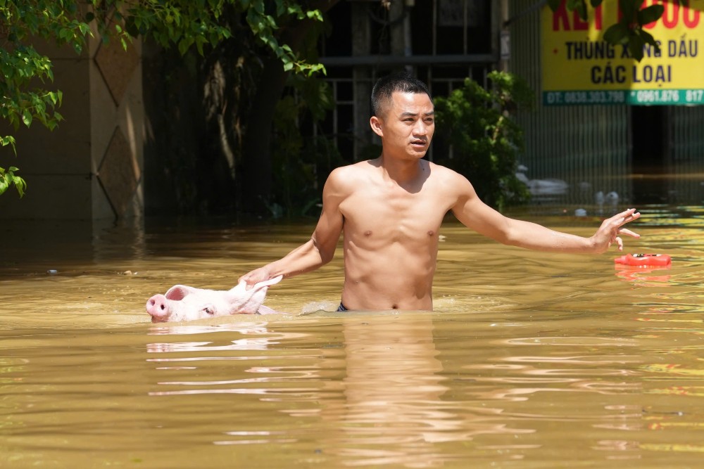 People rescue a pig in the middle of floodwaters. Photo: Song Huu