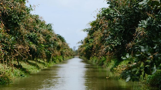 Vung nguyen lieu mo rong sau sap nhap giup gia tang loi the cho nong san Can Tho. Anh: My Ly