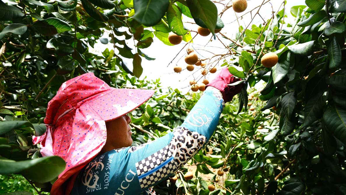 Thu hoach thanh nhan cua HTX Trang Ti Garden. Anh: My Ly