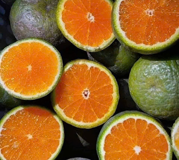 Orange juice is not good for the liver and kidneys when drunk in the evening. Photo: Quang Minh.