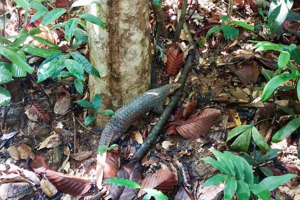 Vinh 씨가 제출한 천산갑 개체가 숲으로 방생되었습니다. 사진: Hoai Nhon