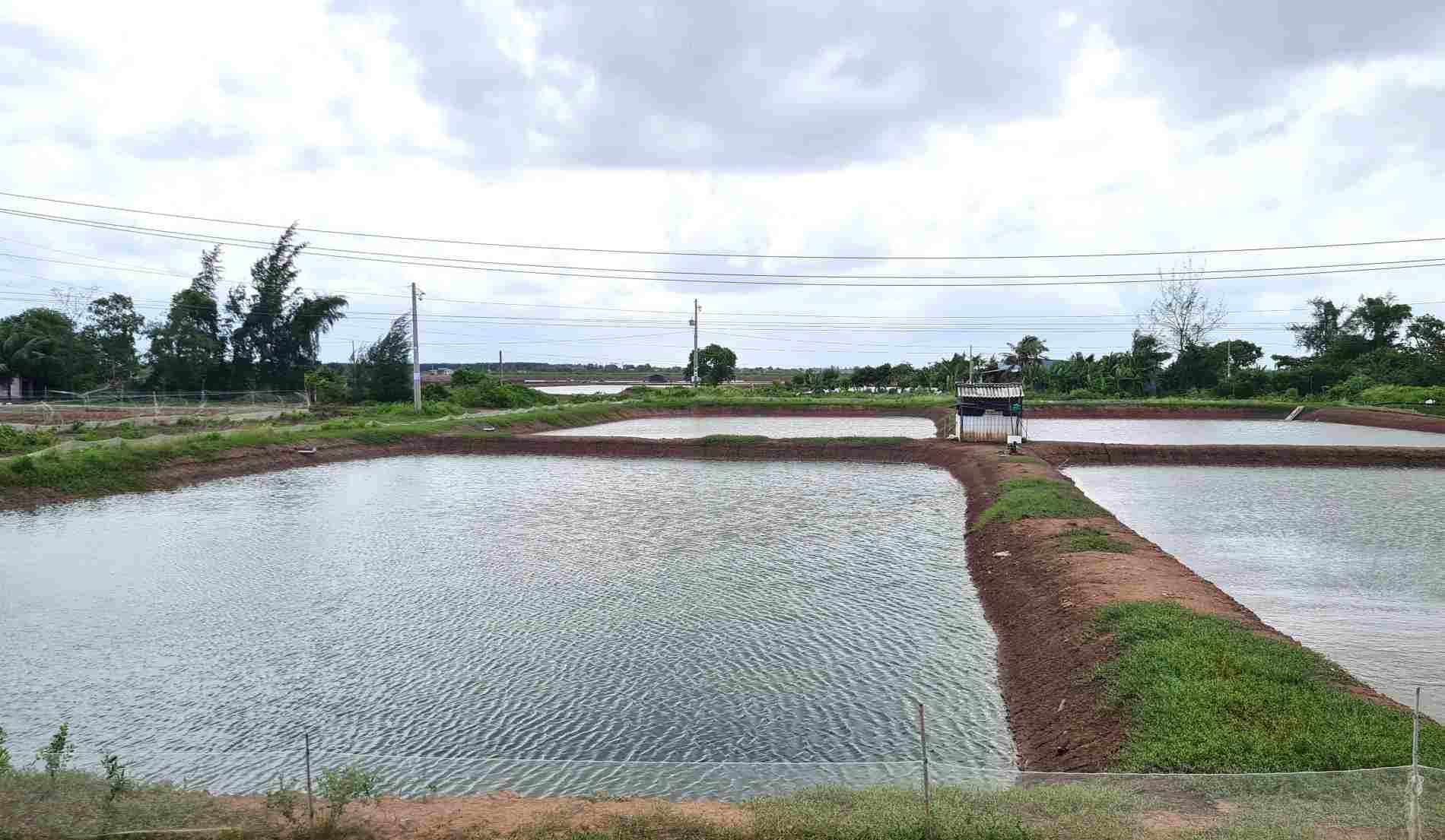 Nuoi tom quang canh cai tien tai Ca Mau. Anh: Nhat Ho