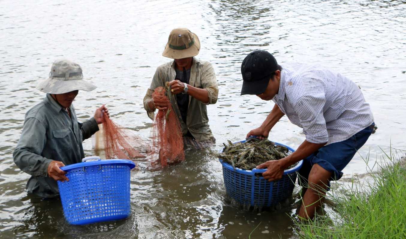 Thu hoach tom nuoi tai Ca Mau. Anh: Nhat Ho