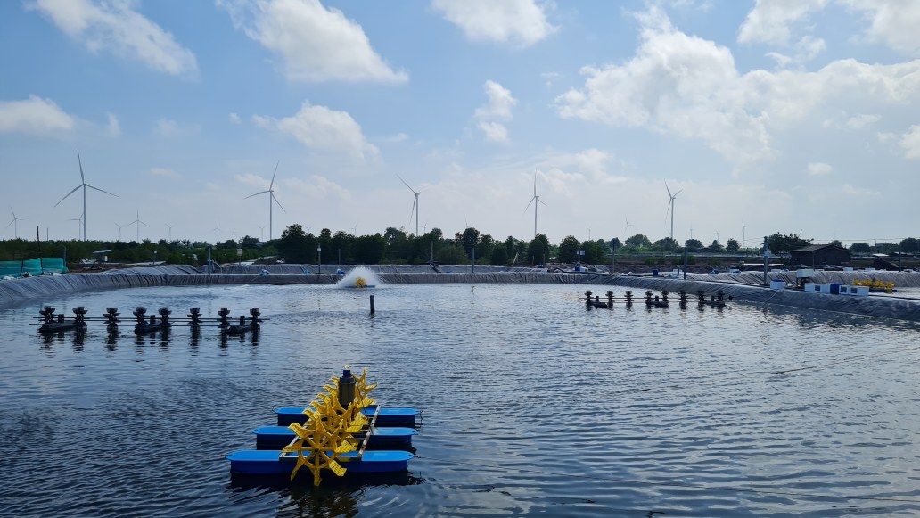 Ca Mau repositionne la filiere crevettes apres la fusion de la province. Photo : Nhat Ho