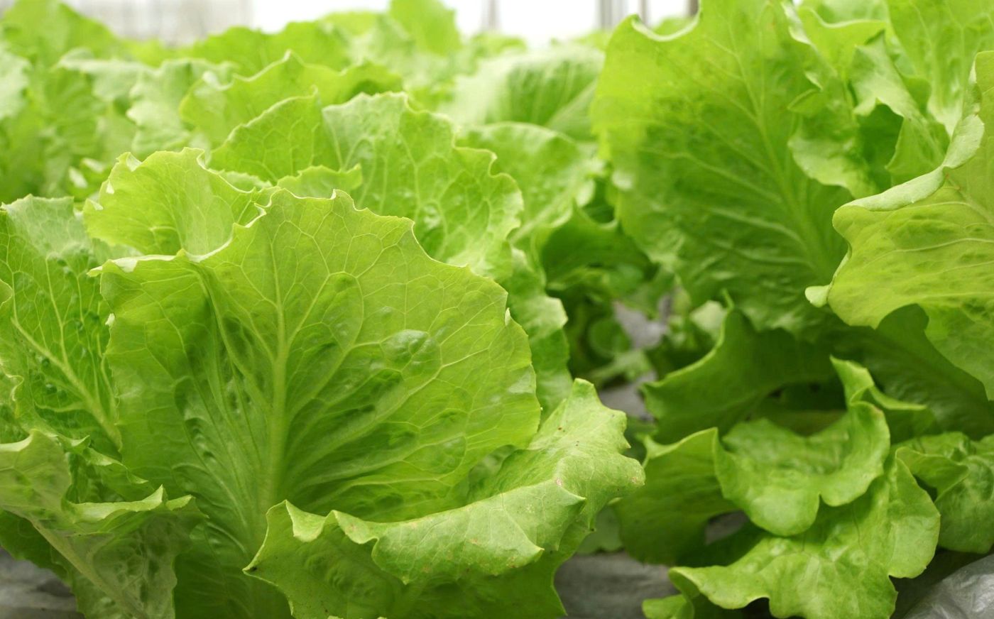 Eat lots of healthy vegetables. Photo: Thanh Thanh