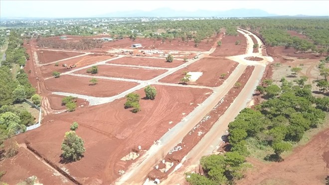 Rừng thông bị di thực, đốn hạ để triển khai dự án sân golf dang dỡ hơn 5 năm qua. Ảnh: Thanh Tuấn 