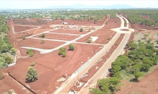 Rừng thông bị di thực, đốn hạ để triển khai dự án sân golf dang dỡ hơn 5 năm qua. Ảnh: Thanh Tuấn