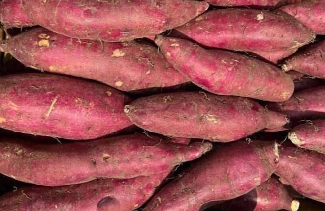 Sweet potatoes are one of the foods that can replace green vegetables in the diet when needed. Photo: Kieu Vu