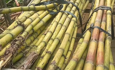 High blood pressure should you drink sugarcane juice is not a question for many people. Photo: Kieu Vu