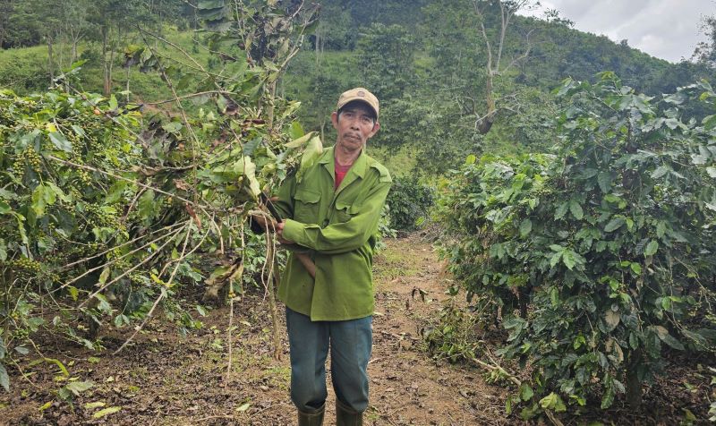 Tình trạng kẻ trộm vào vườn chặt cành, hái trộm cà phê khiến khiến ông Trần Dũng đau đầu vì thiệt hại nặng. Ảnh: H.Nguyên