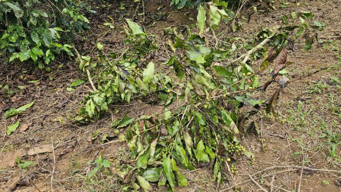 Cành cây cà phê bị chặt hạ, gây thiệt hại cho nông dân. Ảnh: H.Nguyên